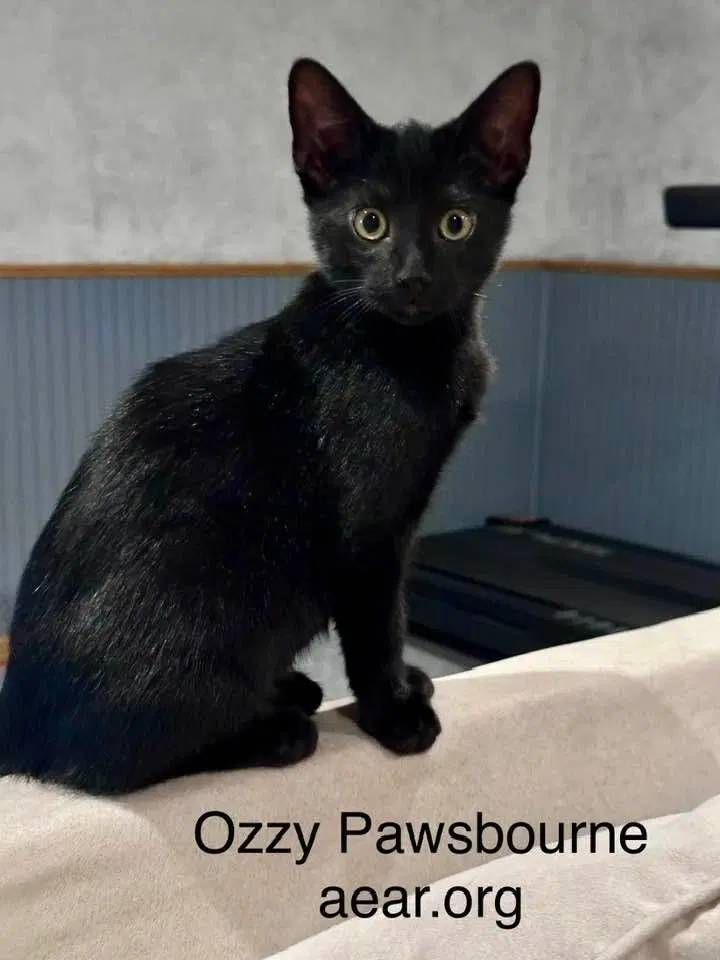 Ozzy Pawsborne, photo 2