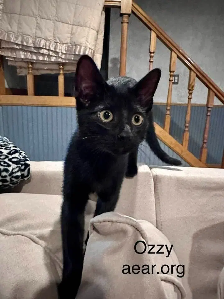 Ozzy Pawsborne, photo 3