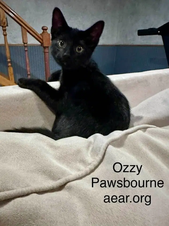 Ozzy Pawsborne, photo 4
