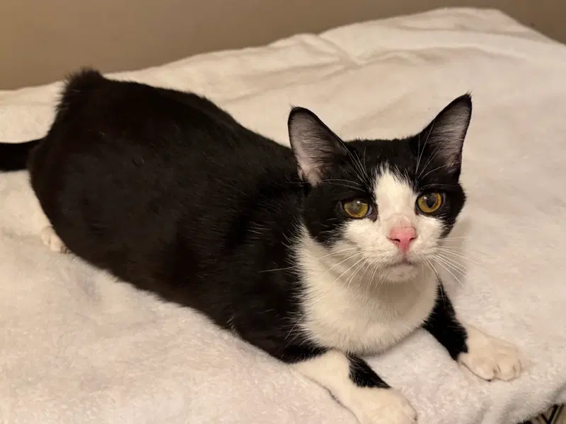 Jimmy, an adult male cat up for adoption