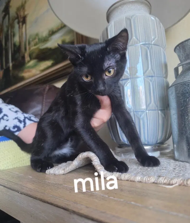 Mila, photo 2