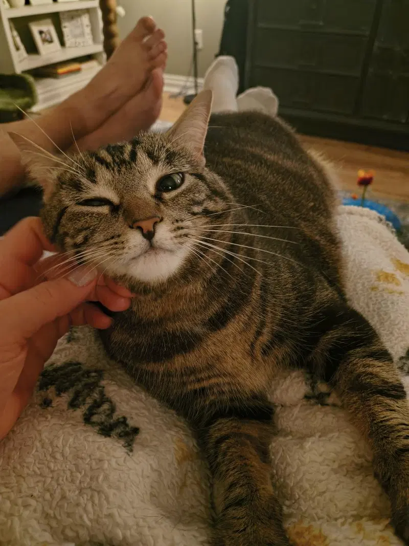 Bellatrix, an adult female Tabby cat up for adoption