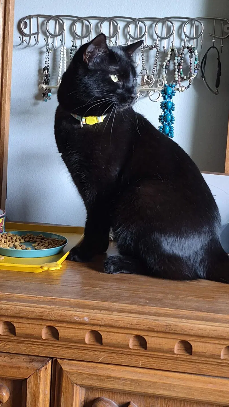 Prue, a young female cat up for adoption
