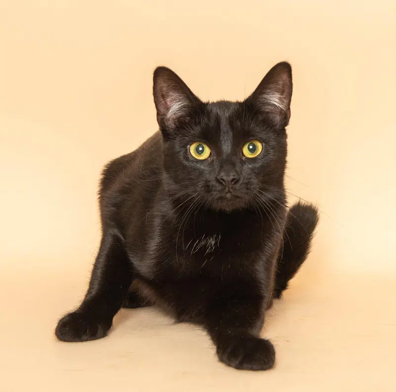 Piper, a young female cat up for adoption
