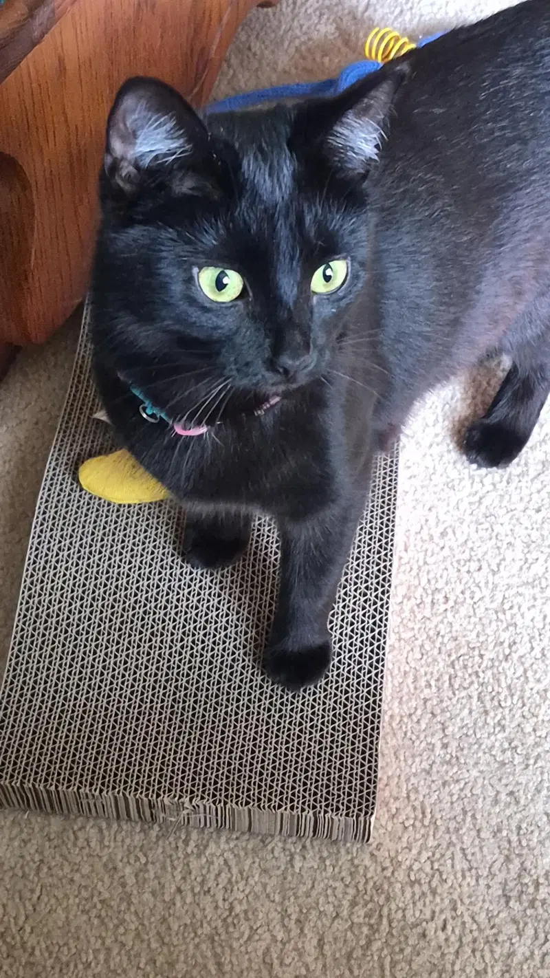 Piper, photo 3