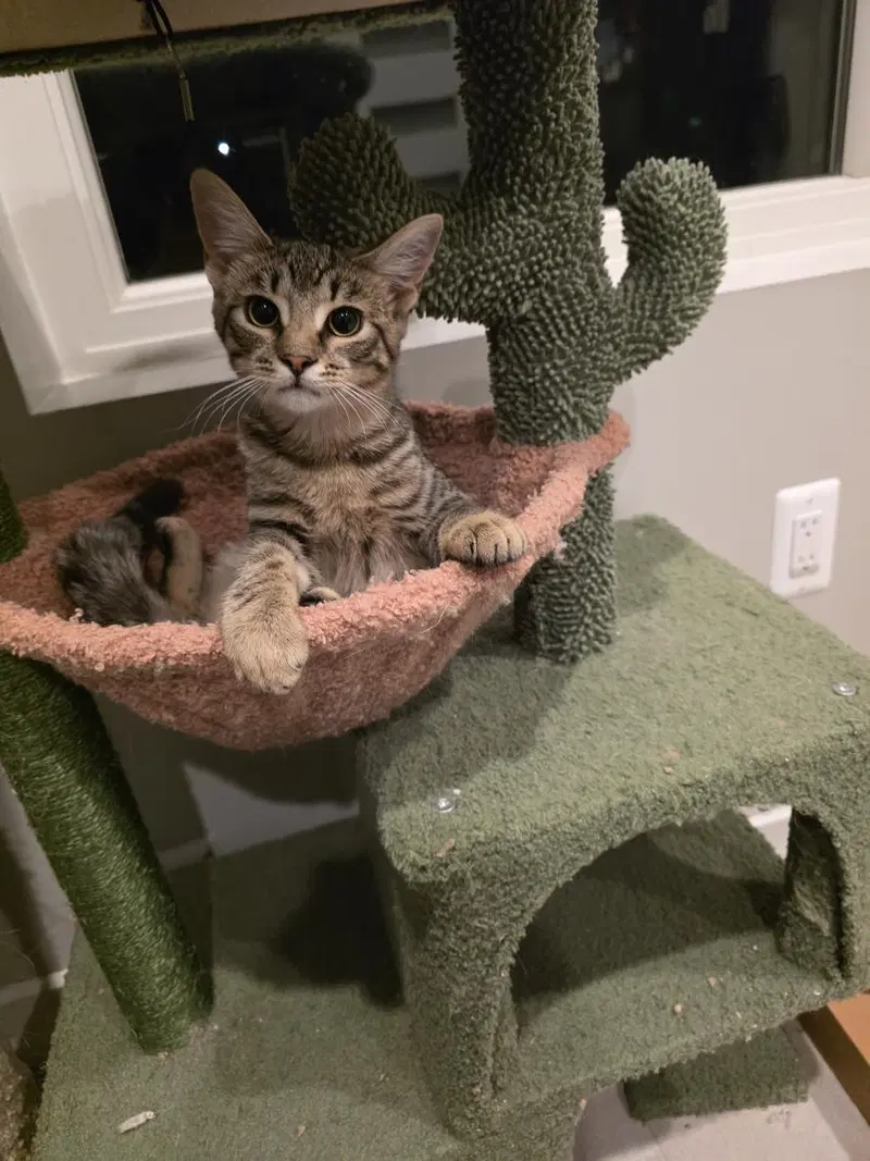 Tinkles, a young female Tabby cat up for adoption