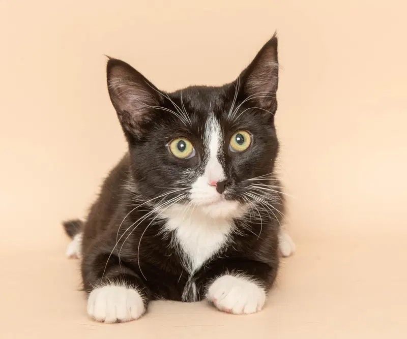 Paka, a young female Tuxedo cat up for adoption