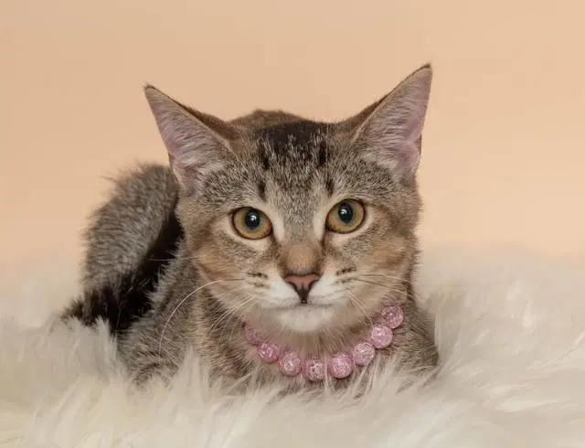 Phoenix, a young male cat up for adoption