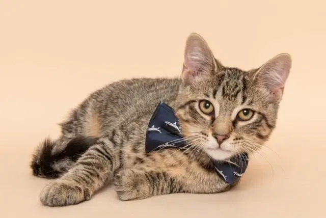 Dean, a young male cat up for adoption