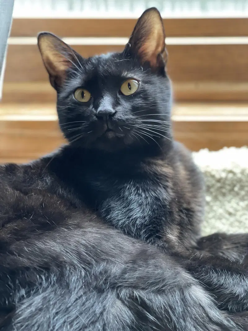 Easy Bake Oven EBO, a young female cat up for adoption
