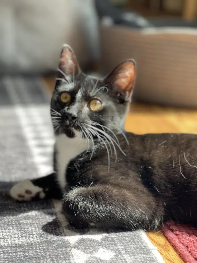 Tamagotchi, a female kitten up for adoption