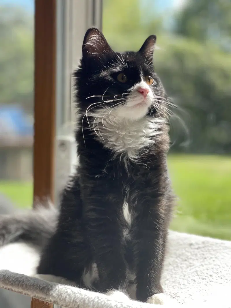 Furby, a female kitten up for adoption
