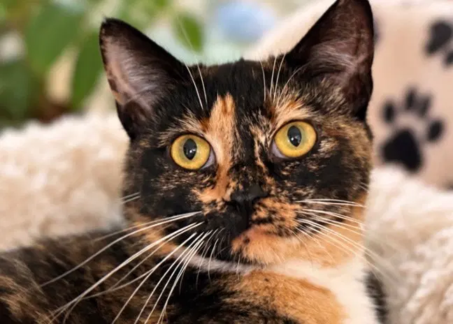Gorgeous Orchard, a young female cat up for adoption