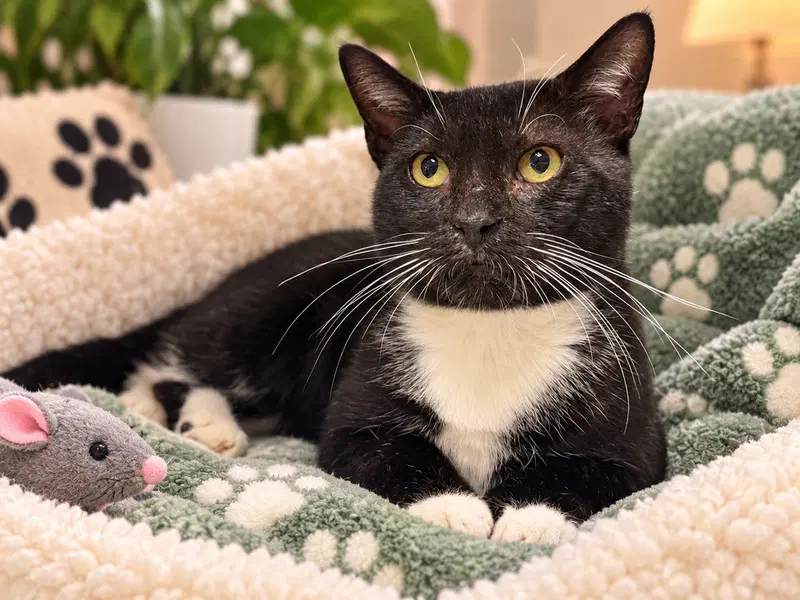 Miles, an adult male cat up for adoption