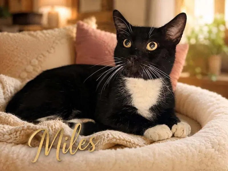 Miles, photo 2