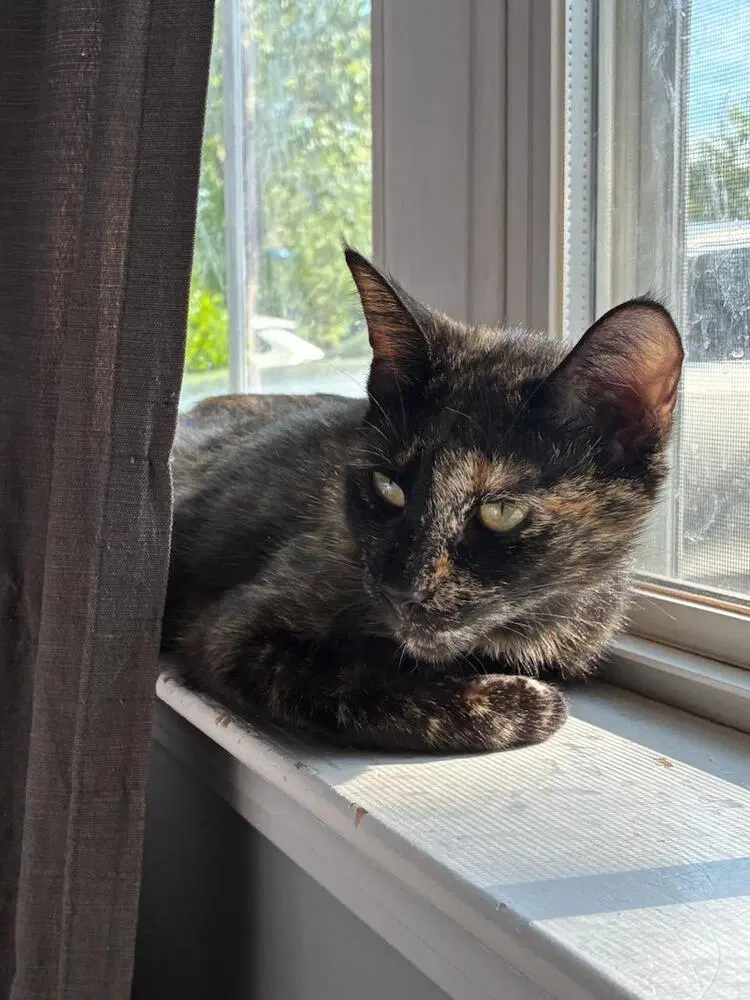 Cleo, photo 4