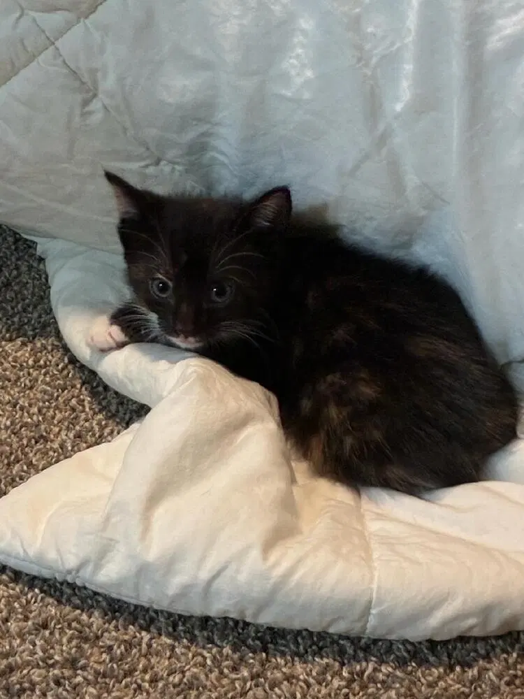 Rhea, photo 3