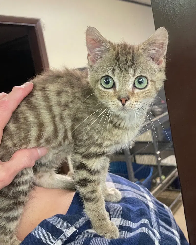 Pinocchio, an adult male cat up for adoption