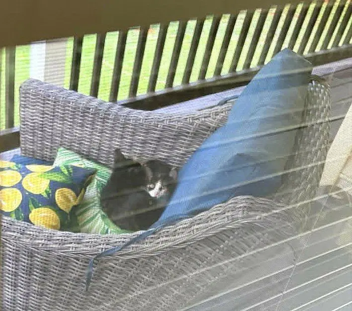 Trixie kitten, photo 2