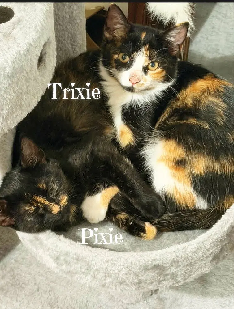 Pixie kitten, a female kitten up for adoption