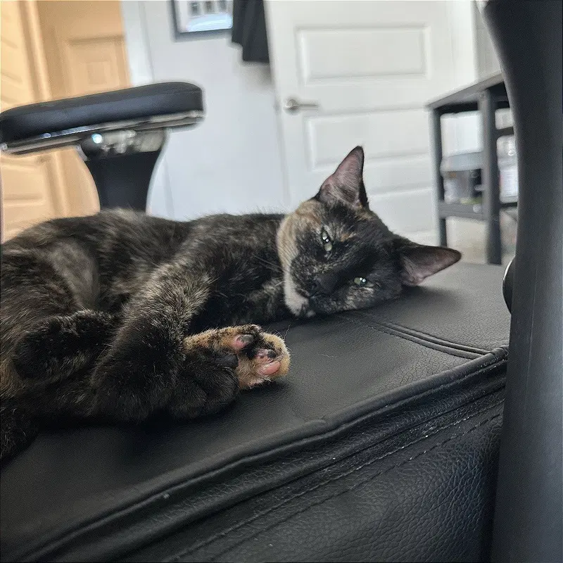 Suki Sue, an adult female cat up for adoption