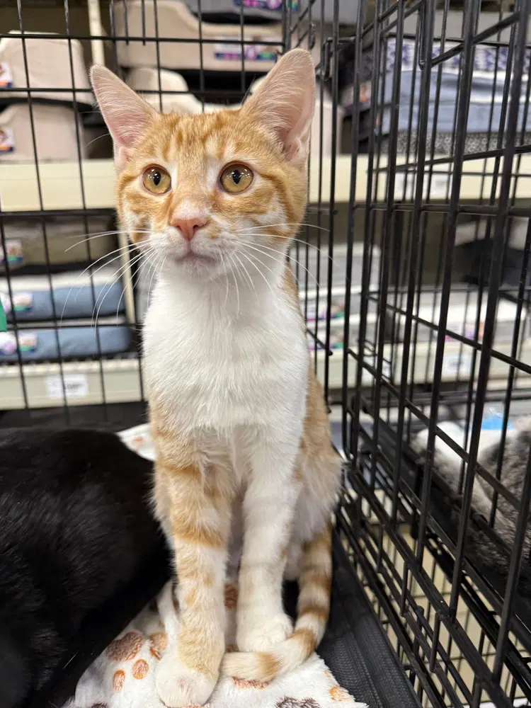 J Cats, an adult male cat up for adoption