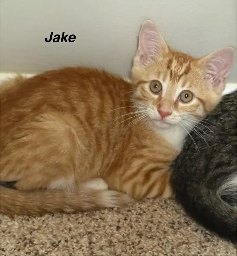J Cats, photo 2