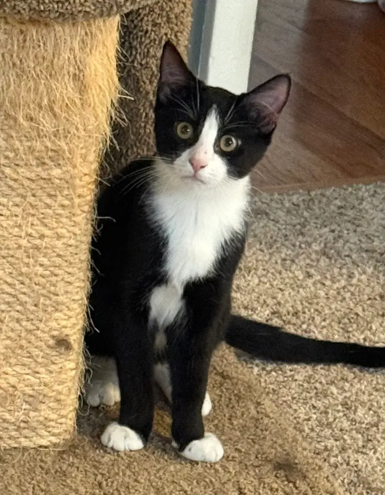 J Cats, an adult male cat up for adoption
