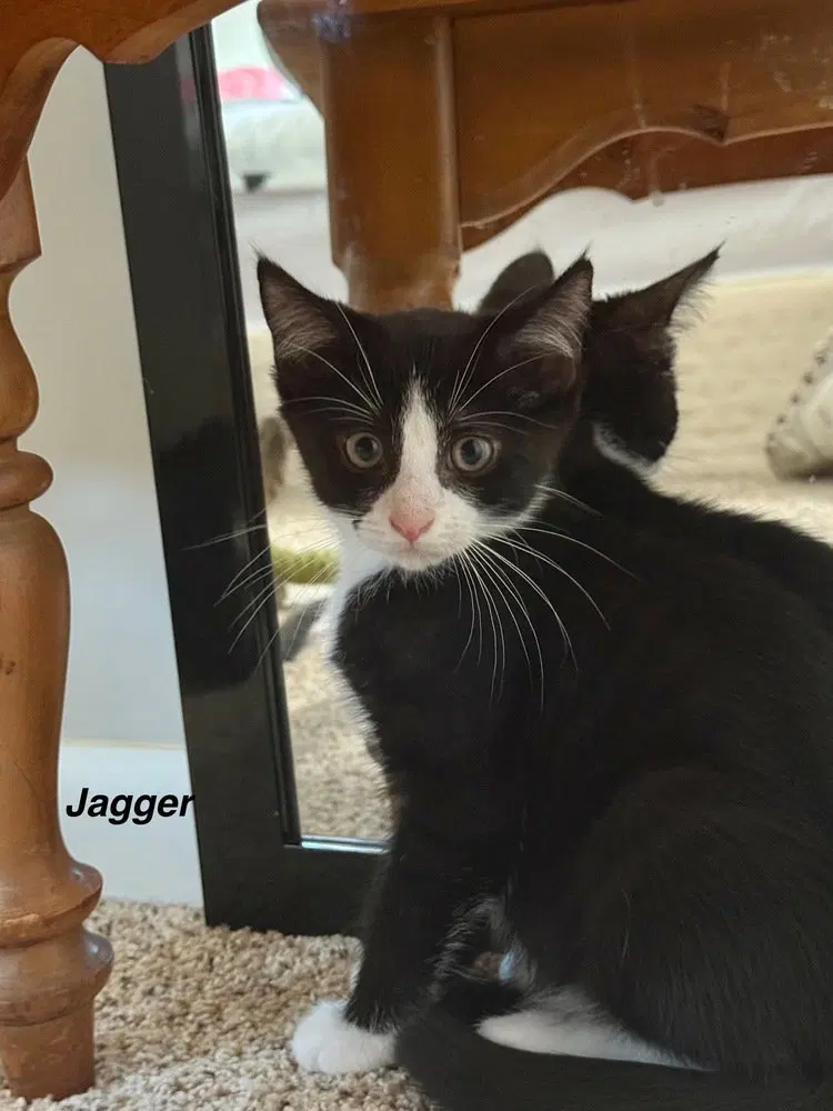 J Cats, photo 2