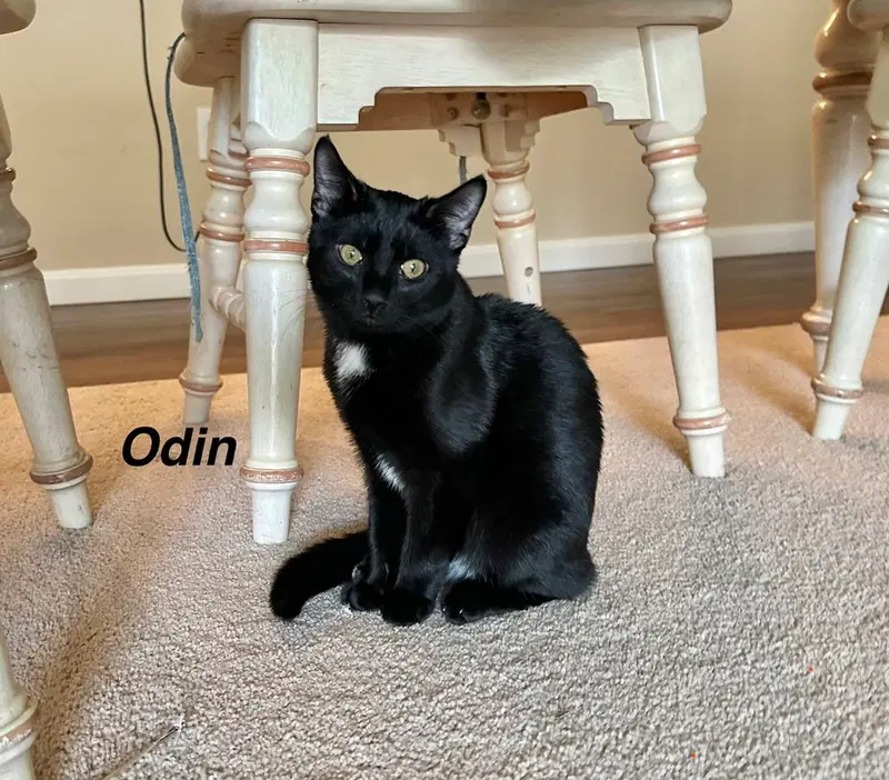 JDs, a male kitten up for adoption