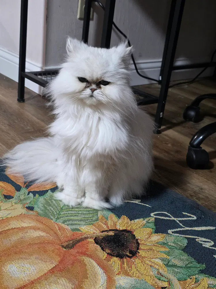 Kiki Diva, an adult female Persian cat up for adoption