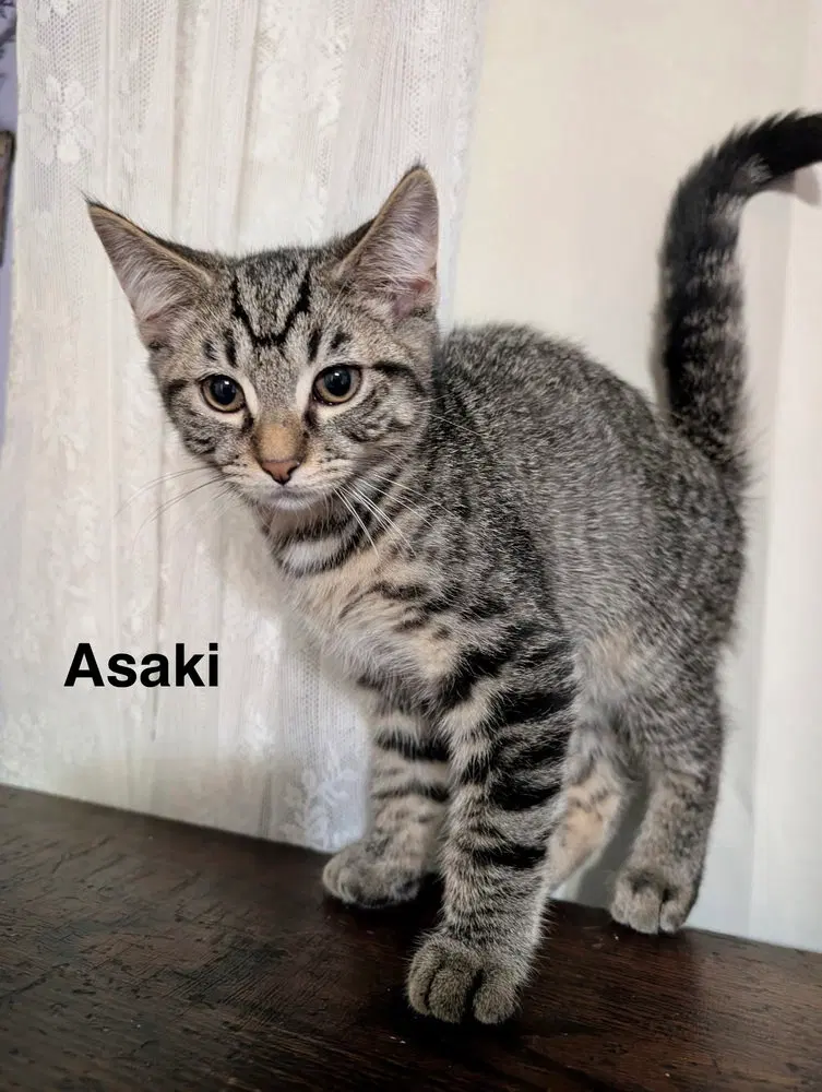 Moon Kitties, a male kitten up for adoption