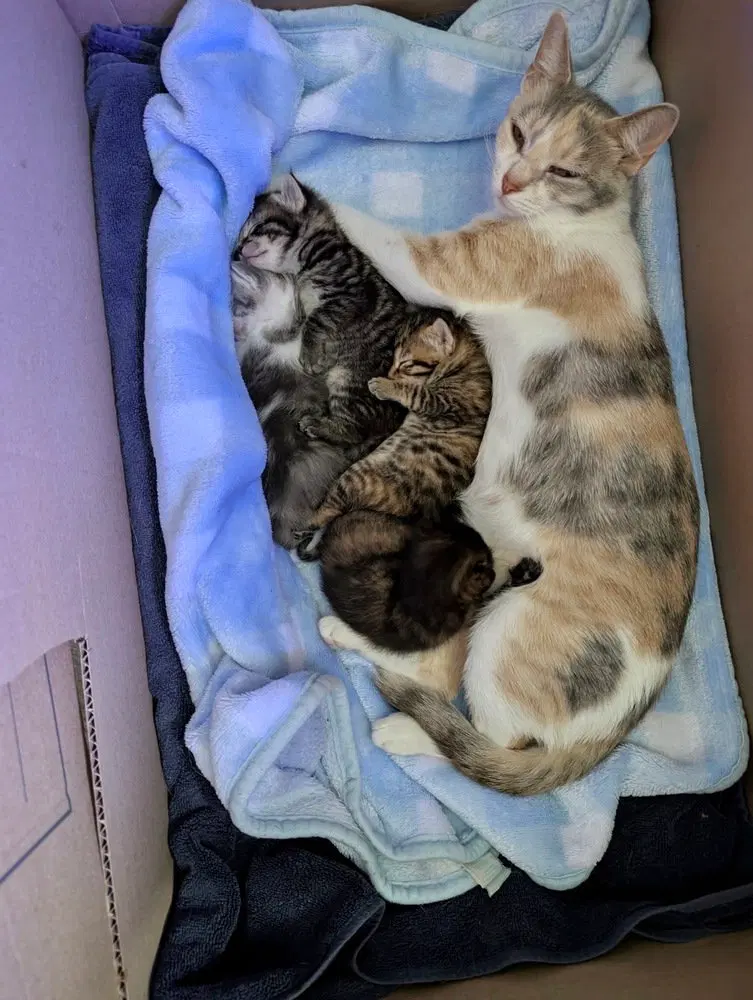 Moon Kitties, photo 2