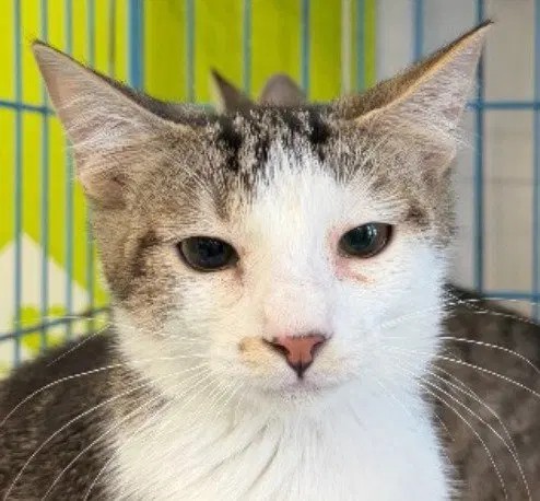 Brianna, a young female cat up for adoption