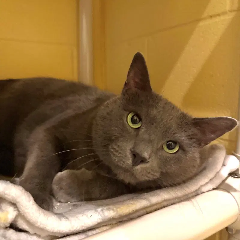 Grayson, an adult male cat up for adoption