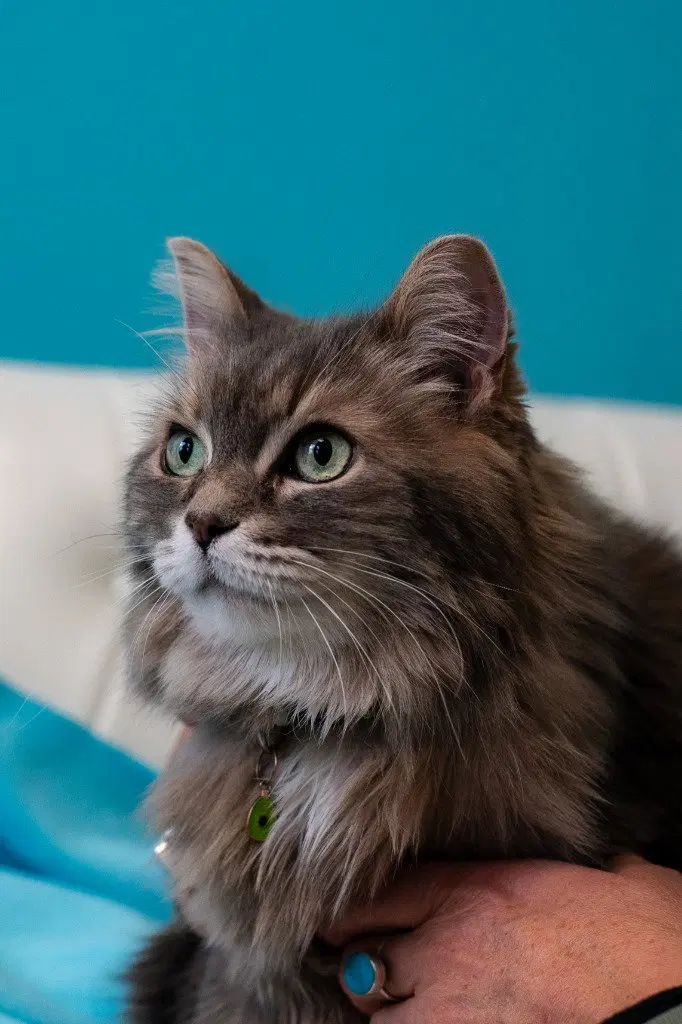 Cookie Monster, a senior female cat up for adoption