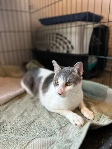 Beary, a young male cat up for adoption