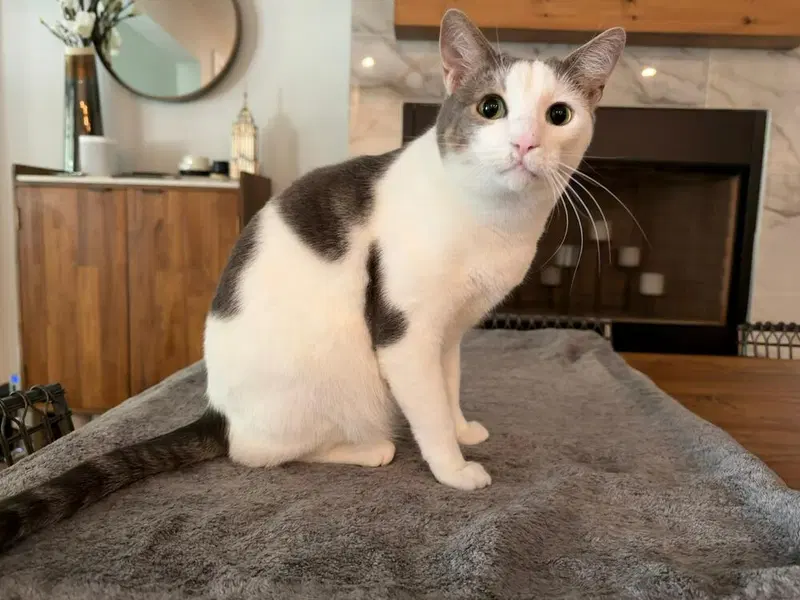 Aura, an adult female cat up for adoption
