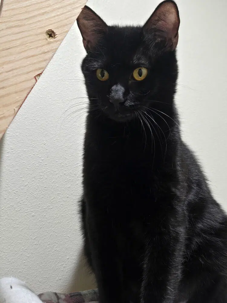 Choco Nano, a young male cat up for adoption