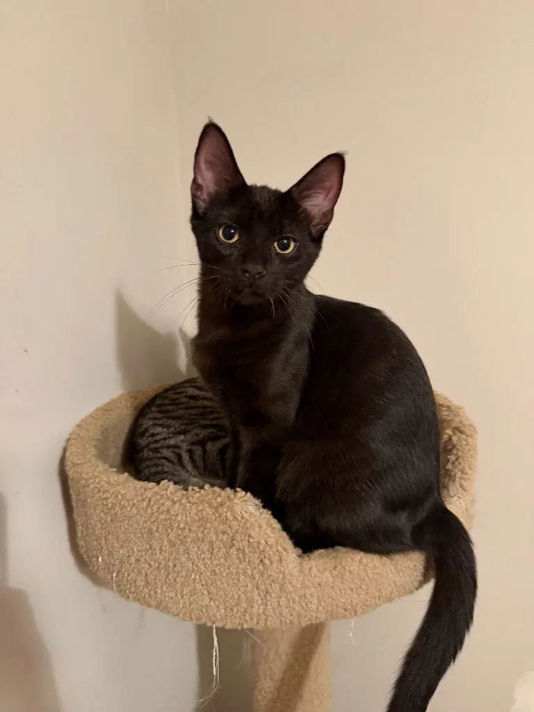Chocolate Mousse, a young male cat up for adoption