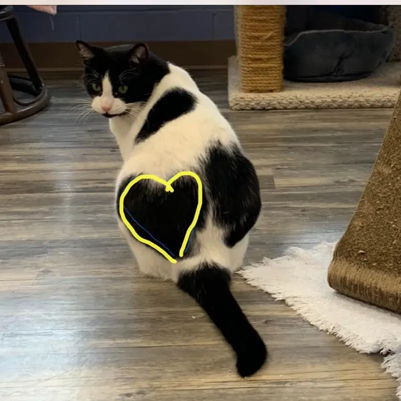 Freddy, an adult male cat up for adoption