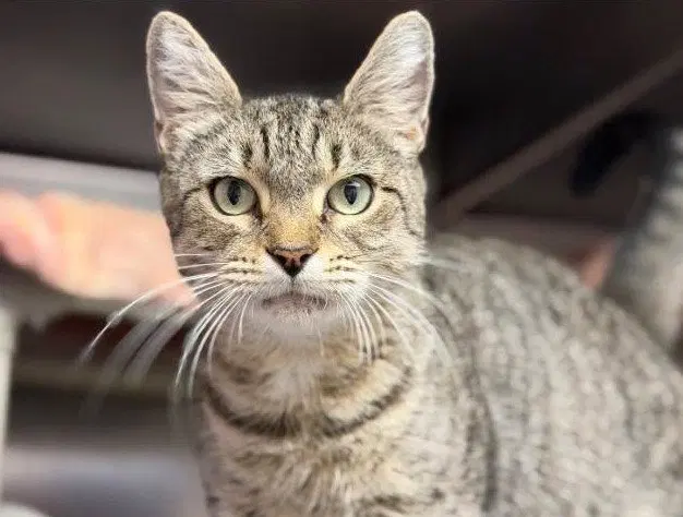 Purr-in, an adult female cat up for adoption