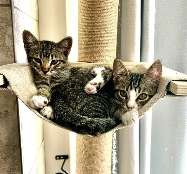 Kitten Ariel, photo 4