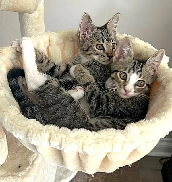 Kitten Ariel, photo 5