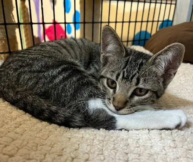 Kitten Abu, a female kitten up for adoption