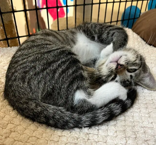 Kitten Abu, photo 2