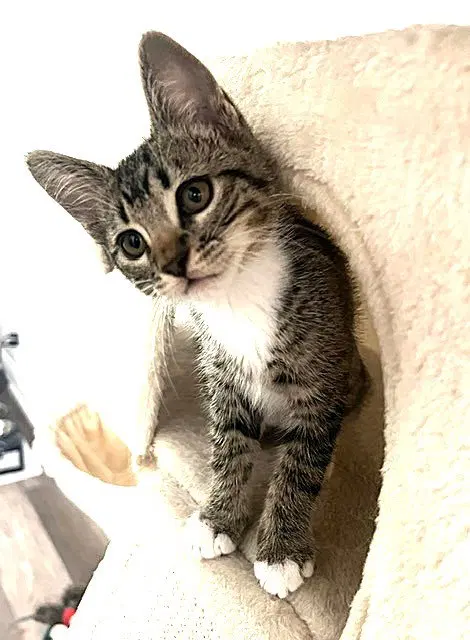 Kitten Abu, photo 3