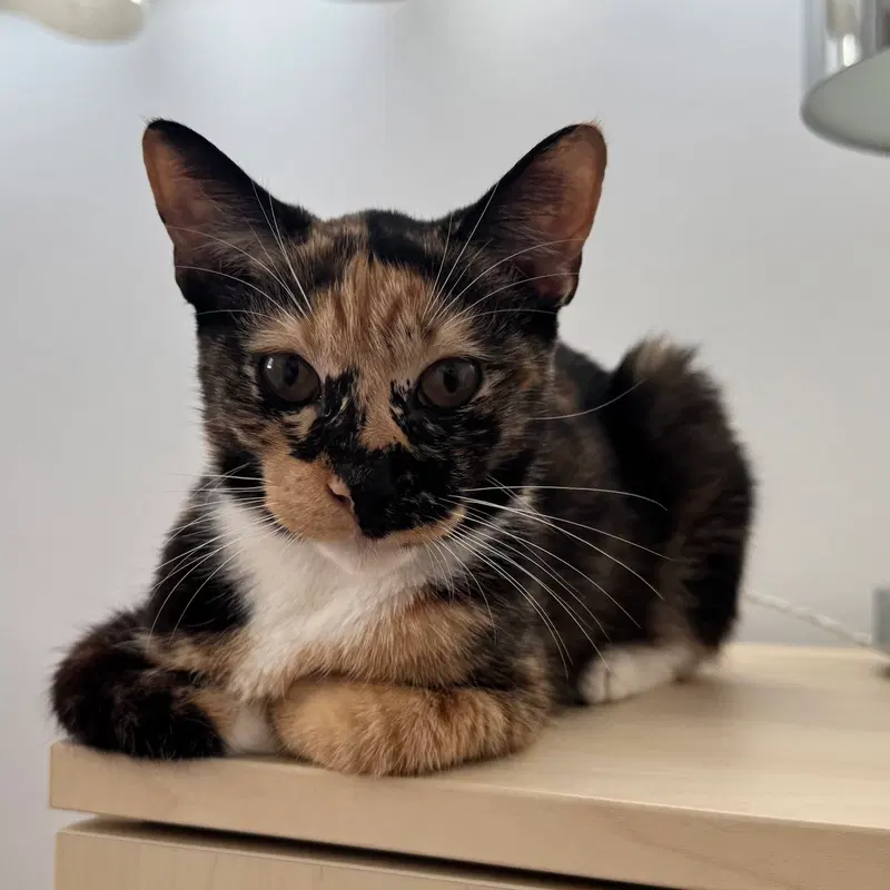 Edie, a young female cat up for adoption