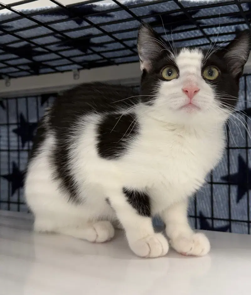 Sienna, a young female cat up for adoption