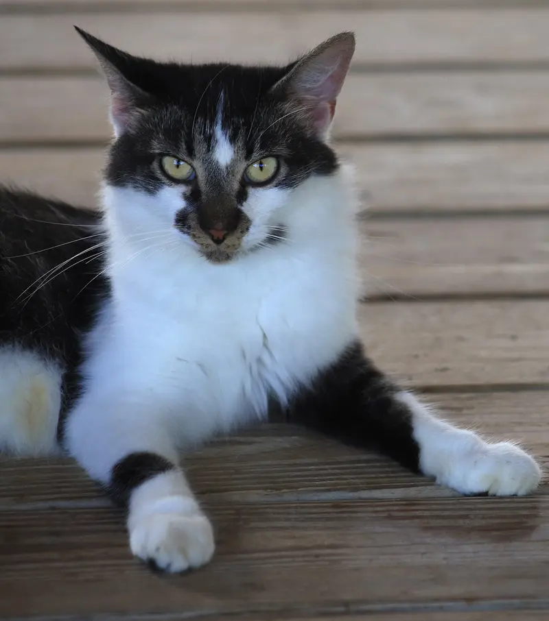 Sigrid, a young female cat up for adoption